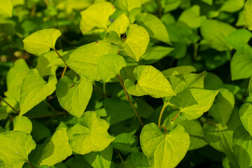 Fototapeta na wymiar Green leaves of Plu kaow