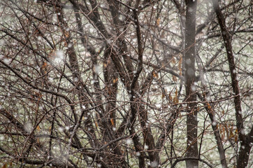 Blurred snowflakes in winter against the background of brown bare trees and branches, snow falls