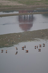 Ruddy shelducks Tadorna ferruginea, grey herons Ardea cinerea and reflect of a Hindu temple. Yamuna...