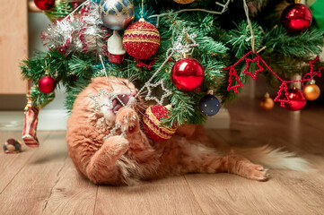 Ginger cat playing with ball on Christmas tree. Christmas cat. Happy New Year, Merry Christmas, Ginger cat playing with red ball. Holidays and celebrations. pet in the Christmas tree