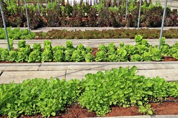 Mixed salad farm