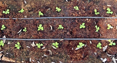 Growing salad vegtable