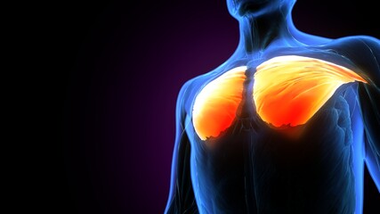 3d illustration of human muscular system torso muscles pectoral muscles anatomy