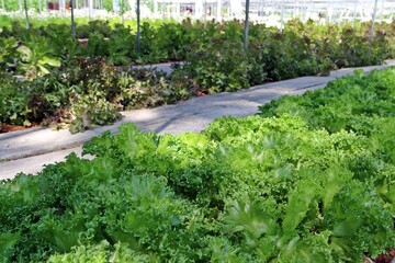 Salad vegetable farm