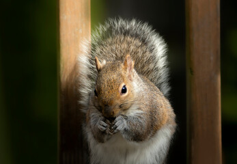 Squirrel in the Light