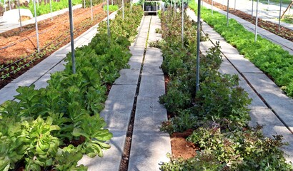 Salad vegetable in farm land