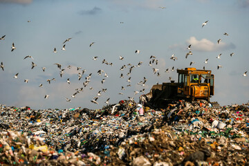 Seagulls fly over piles of garbage. A bulldozer tractor works at a large landfill near Kyiv,...