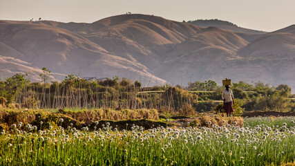 Madagascar agricultural landscape