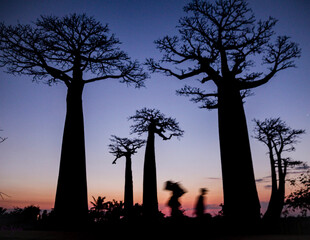 Madagascsar baobab alley in the night