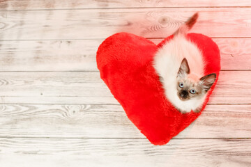 Obraz na płótnie Canvas Kitten on a pillow in the shape of a heart. Baby cat celebrates Valentine's Day. Cozy romantic pet