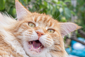 Close-up of the muzzle of a red Maine Coon with an open mouth.