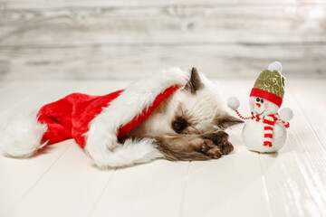 Kitten sleeps on floor wearing a Christmas hat. Baby cat slept through the new year. Cozy pet and snowman celebrates christmas
