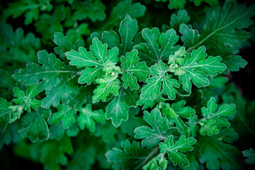 Green grass is a plant background.