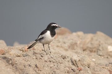 Obraz premium White-browed wagtail Motacilla maderaspatensis with nesting material. Yamuna River. Agra. Uttar Pradesh. India.