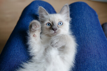 Cute kitten lies on knees and hums. A cozy cat loves its owner. Warm home minutes with your pet.