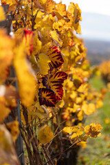 Vine with yellow red autumn leaves