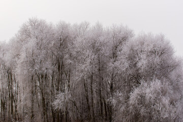 Hoarfrost on trees. winter landscape