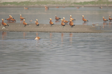 Feral dog Canis familiaris crossing the Yamuna River and ruddy shelducks Tadorna ferruginea in the...