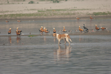 Feral dog Canis familiaris and ruddy shelducks Tadorna ferruginea in the background. Yamuna River....