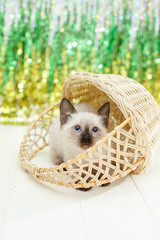 Kitten lies on the Christmas tree. Baby cat celebrates christmas and new year