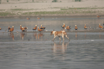 Feral dog Canis familiaris and ruddy shelducks Tadorna ferruginea in the background. Yamuna River....