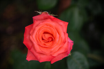 A rose blooming in the garden.