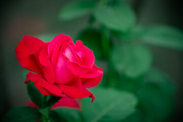 A rose blooming in the garden.