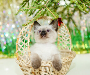 Kitten lies on the Christmas tree. Baby cat celebrates christmas and new year