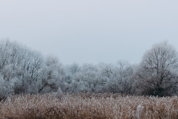 Fototapeta na wymiar large trees and reeds covered with white hoarfrost