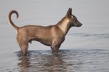 Wild dog Canis lupus familiaris in the Yamuna River. Agra. Uttar Pradesh. India.