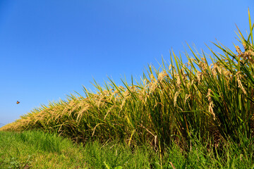 稲穂　秋のイメージ