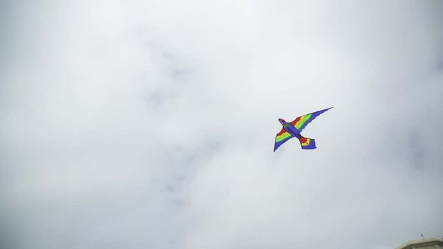 Cerf-volant perroquet, Hauts-de-France