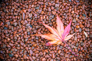 紅葉　秋のイメージ