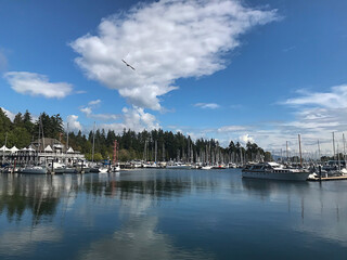 Fototapeta na wymiar Marina near Vancouver, British Columbia with beautiful reflection on the water and seagull floating above.