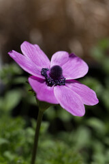 アネモネの花　春イメージ