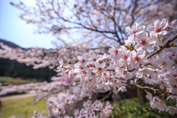 桜の花　春のイメージ