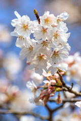 桜の花　春のイメージ