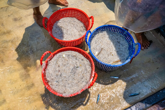 anchovies are obtained from sea fishing near Yen island, Phu Yen, Vietnam