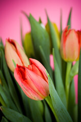 Bunch of colorful tulips on pink background