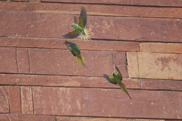 Rose-ringed parakeets Psittacula krameri flying. Agra. Uttar Pradesh. India.