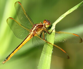 Macro photo of Dragonfly with bokeh.
Anisoptera.