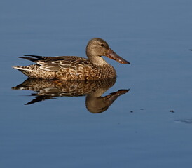 Lone female Northern shoveler duck crossing the pond with reflection.