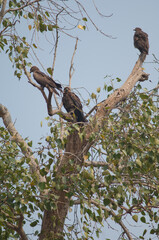 Black kites Milvus migrans on a tree. Agra. Uttar Pradesh. India.