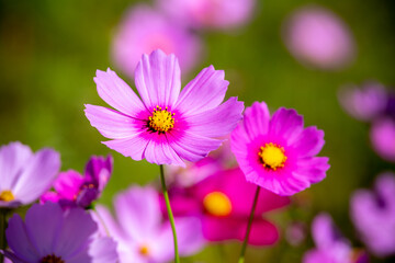 Fototapeta premium コスモス畑 秋のイメージ