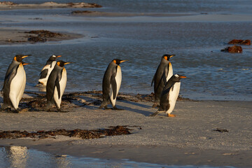 Fototapeta premium King Penguins (Aptenodytes patagonicus) and Gentoo Penguins (Pygoscelis papua) heading to sea at Volunteer Point in the Falkland Islands.