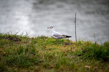 seagulls on the grass