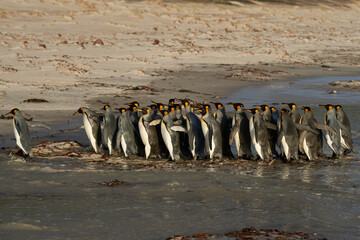 King Penguins (Aptenodytes patagonicus) at dawn on a sandy beach at Volunteer Point in the Falkland...