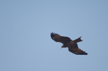 Obraz premium Black kite Milvus migrans in flight. Agra. Uttar Pradesh. India.
