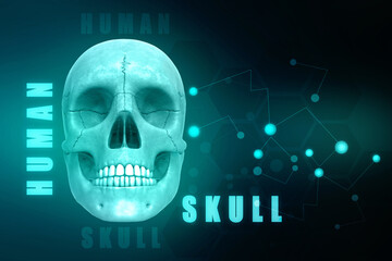 3d illustration Human Skull anatomy

