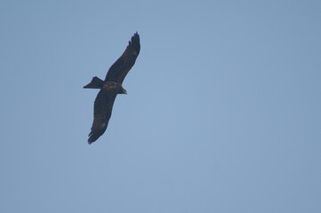 Black kite Milvus migrans in flight. Agra. Uttar Pradesh. India.